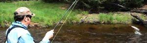 Fly fishing Pine creek PA