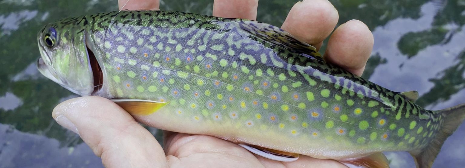 Sky Blue Outfitters Guide Service For Wild Trout, Brook, Rainbow and