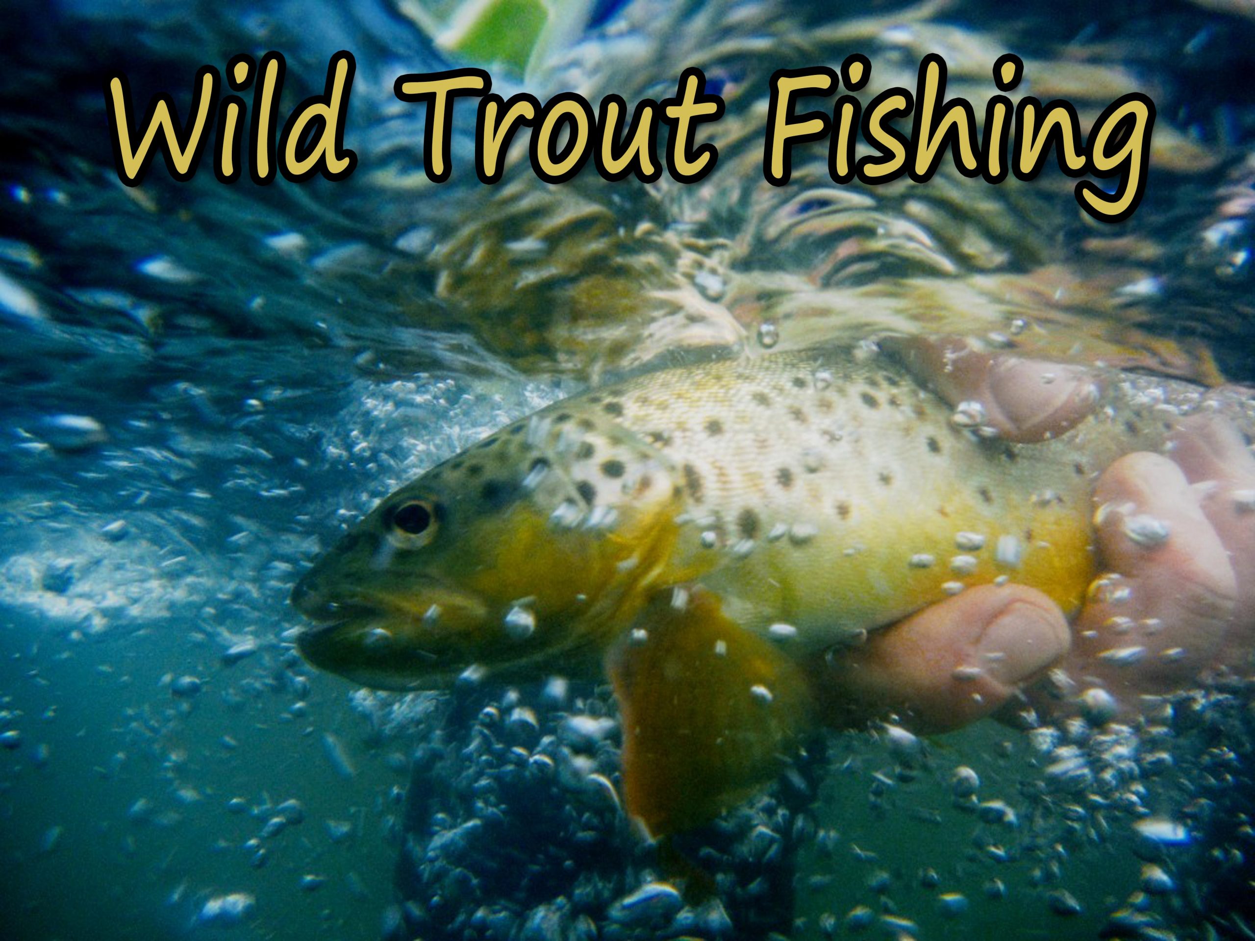 Ask Us About Our Native Brook Trout And Wild Brown Trout Fly Fishing Trips. Enjoy A Day Out Or An Overnight Packaged Trip