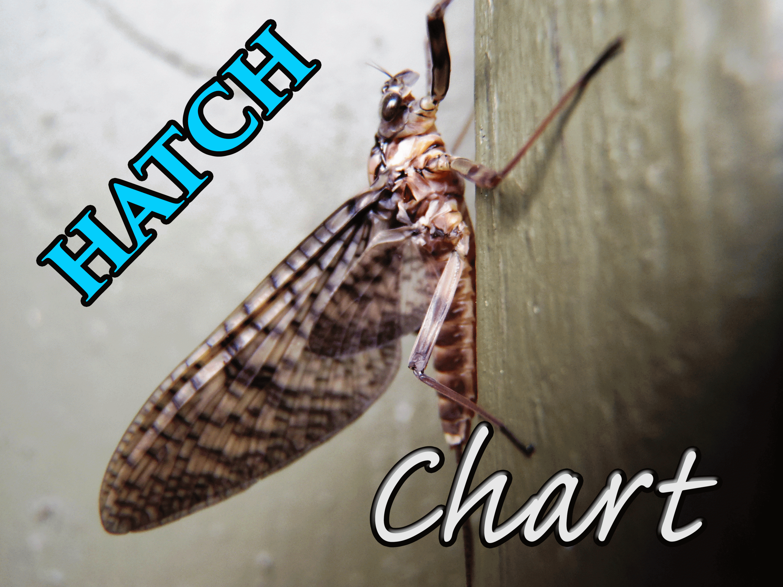 PA Hatch Chart. Find Out When The Best Hatches Come Off