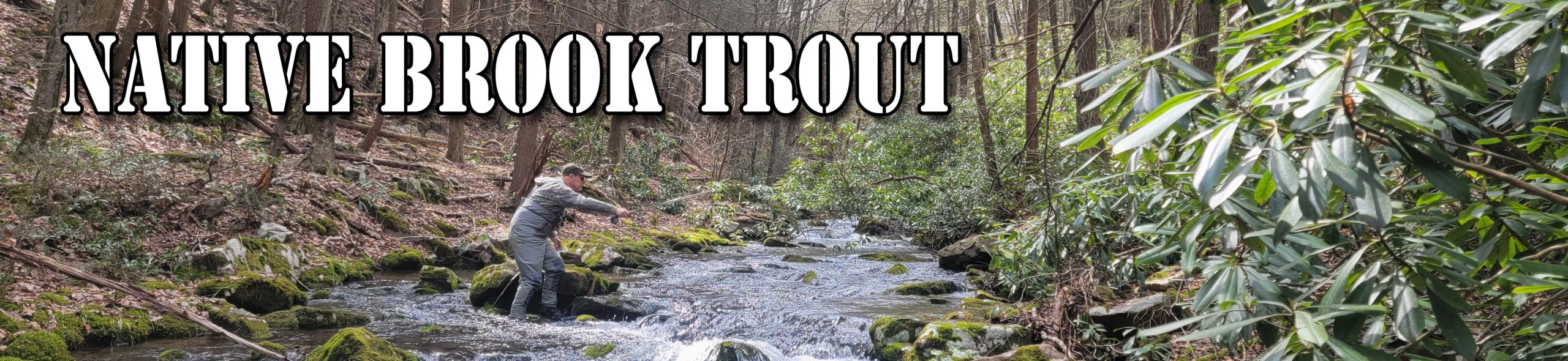Ask Us About Our Native Brook Trout Fishing Trips. Enjoy A Day Out Or An Overnight Packaged Trip Pursuing These Small Gems Of PA. We Spend A Day Brook Trout Fishing These Mountain Streams In Central And Eastern PA.