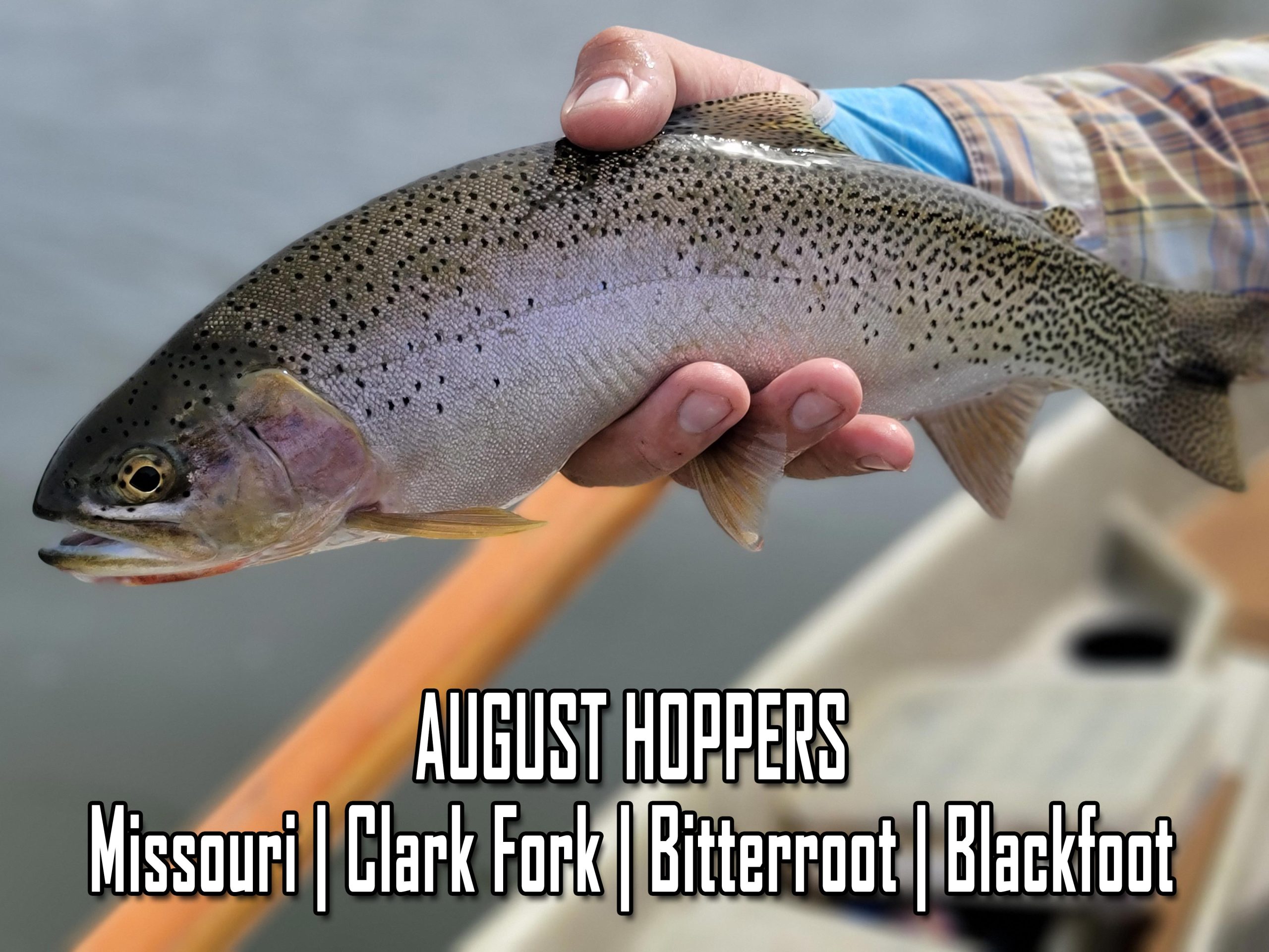 Hoppers, What Can You Say, Fun Times On All These Rivers. We Cannot Overlook The Trico Fishing On The Missouri River.