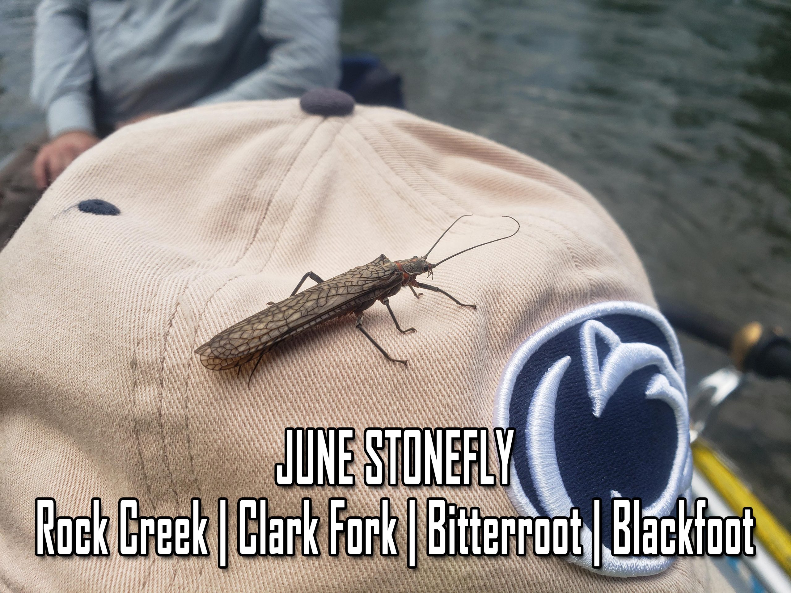 Come Enjoy The Stonefly Hatch On Some Of Montana's Best Rivers. 5 Days Of Drift Boat Fishing Landing Big Fish On Big Flies.