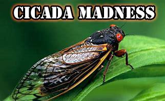 Cicada Brood XIV will be hatching in Bedford, Centre, Clinton, Franklin, Luzerne, Mifflin, Montour, Schuylkill, and Snyder counties