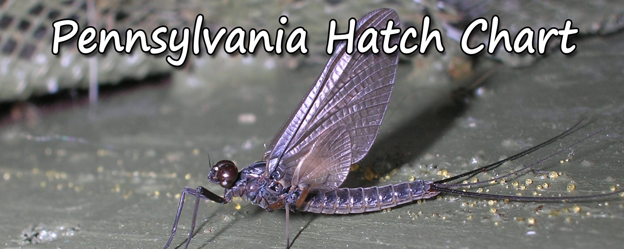 Pennsylvania Hatch Chart. Find Out When The Best Hatches Come Off And Plan A Trip With Sky Blue.